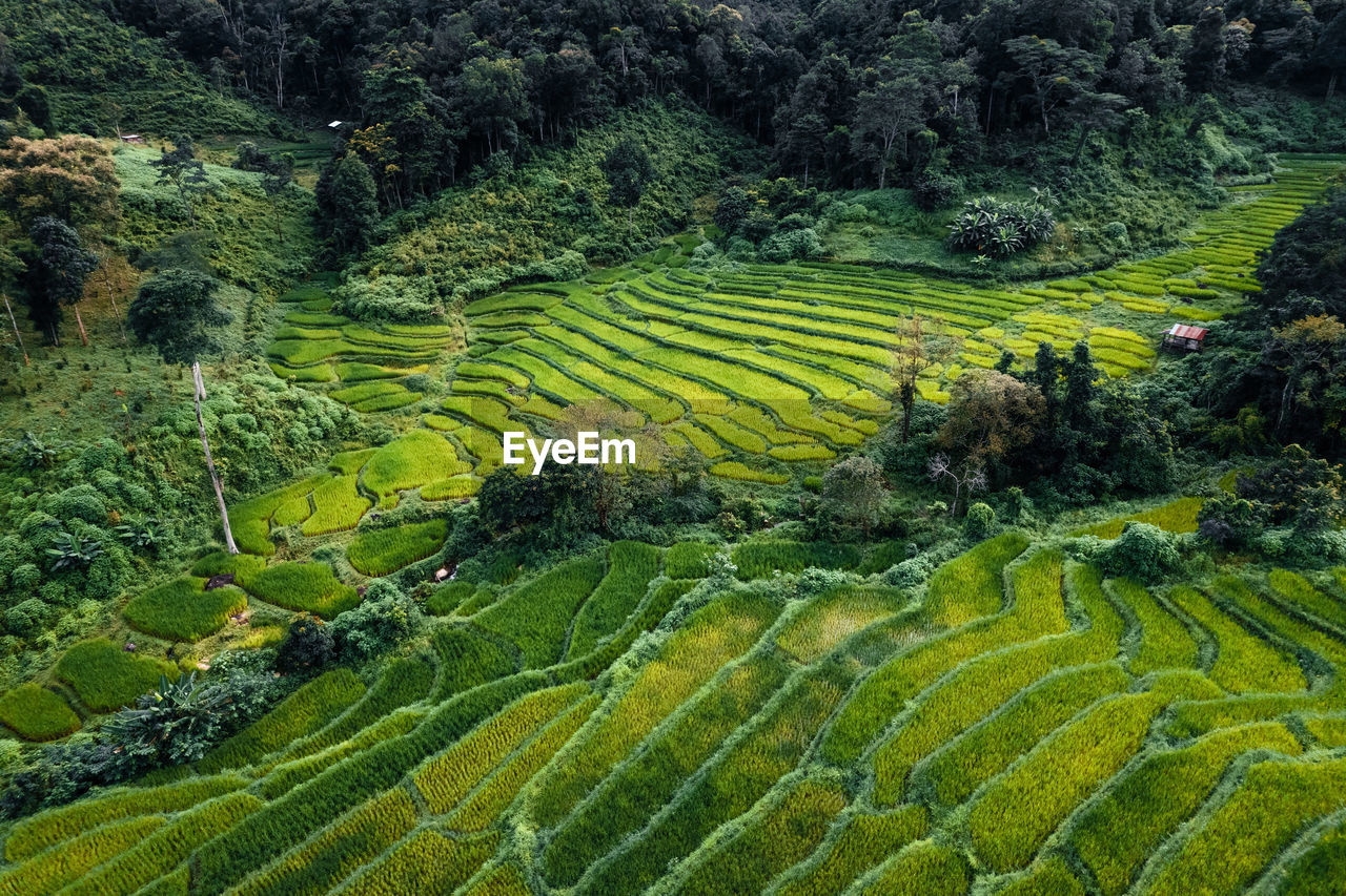 Scenic view of rice paddy