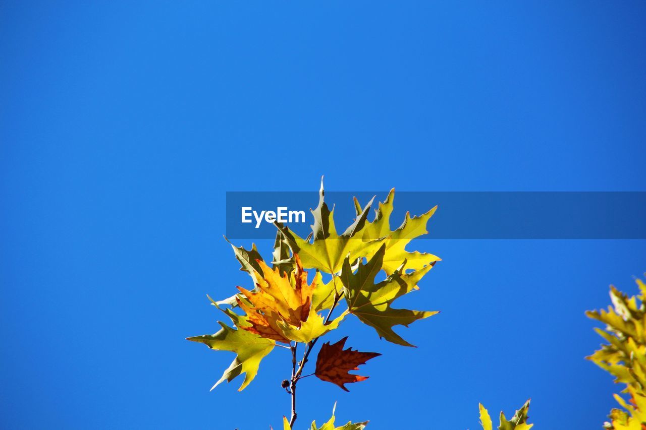 Low angle view of yellow flowers against clear blue sky