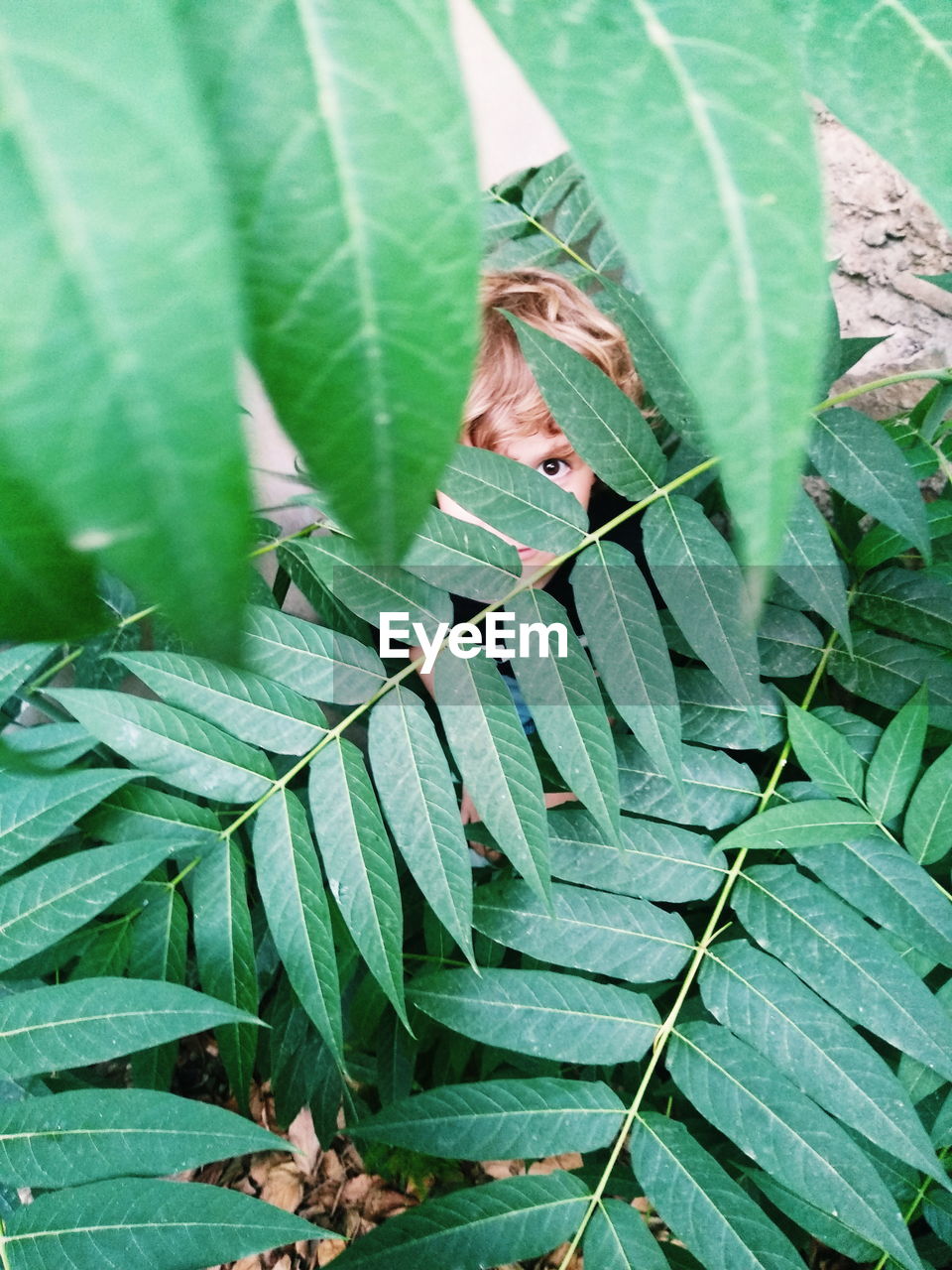 CLOSE-UP OF INSECT ON LEAVES