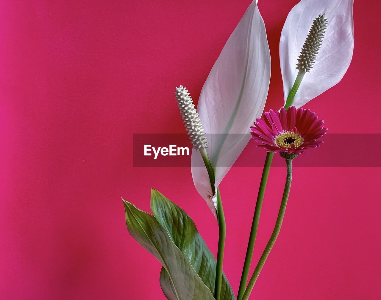 flower, flowering plant, plant, pink, beauty in nature, freshness, petal, fragility, nature, colored background, macro photography, close-up, flower head, no people, inflorescence, growth, studio shot, red, leaf, plant stem, indoors, plant part, floristry, purple, blossom, pollen, magenta