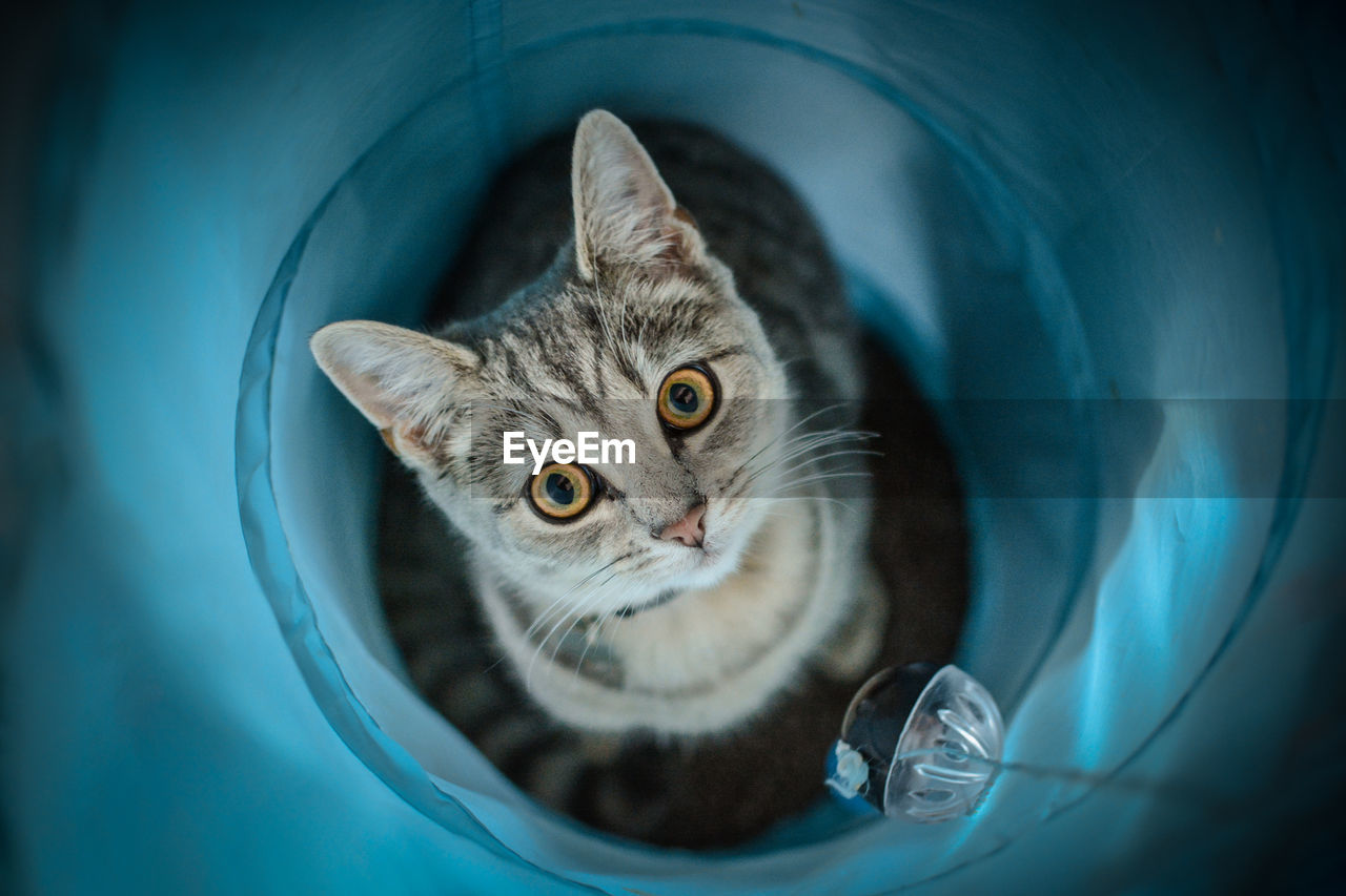 High angle portrait of cat in tunnel