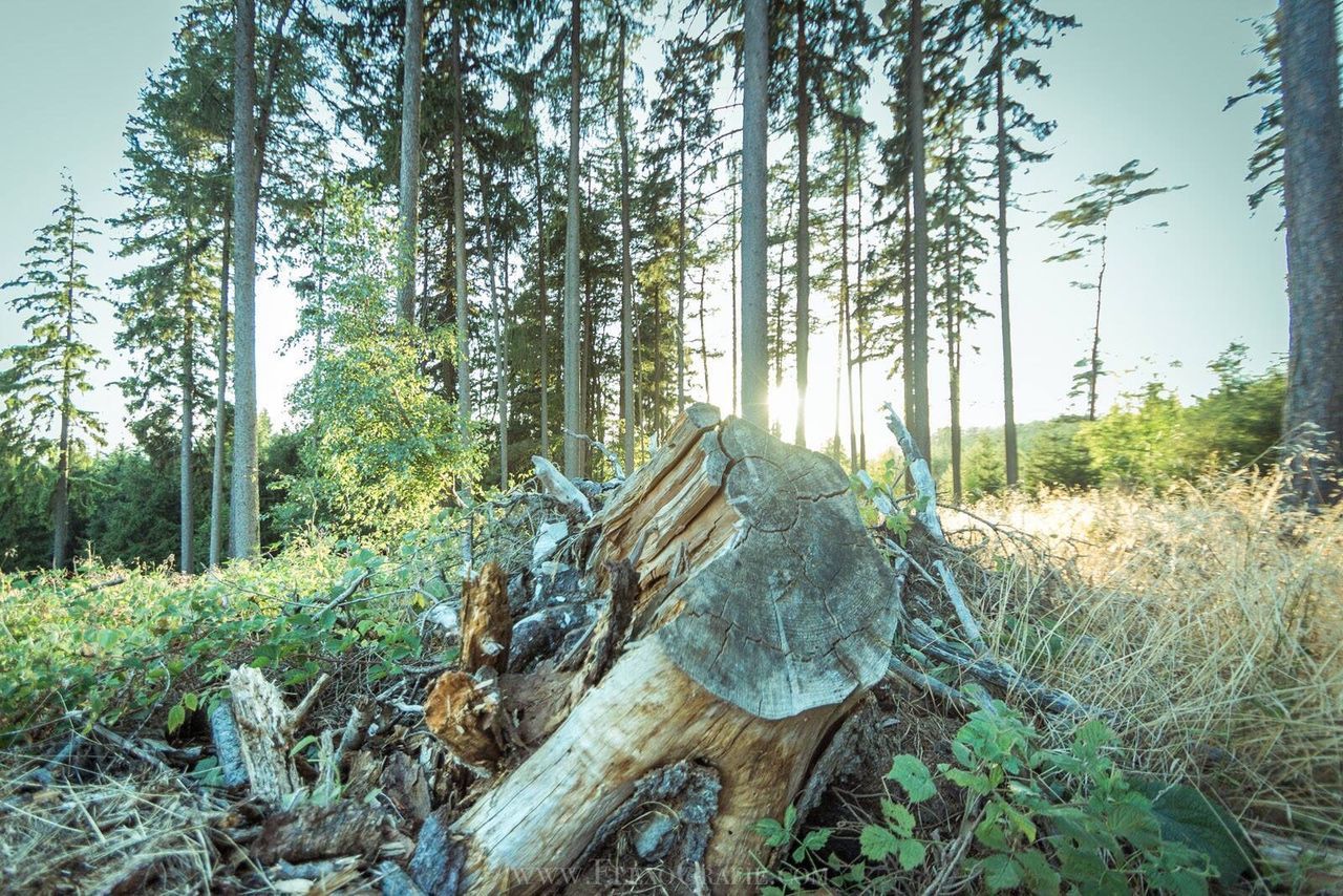 FALLEN TREES IN FOREST