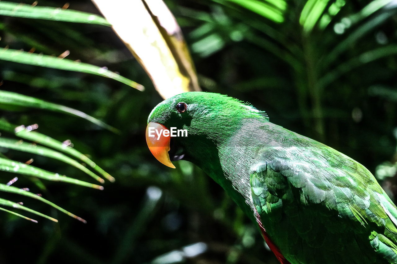 CLOSE-UP OF BLUE PERCHING ON TREE