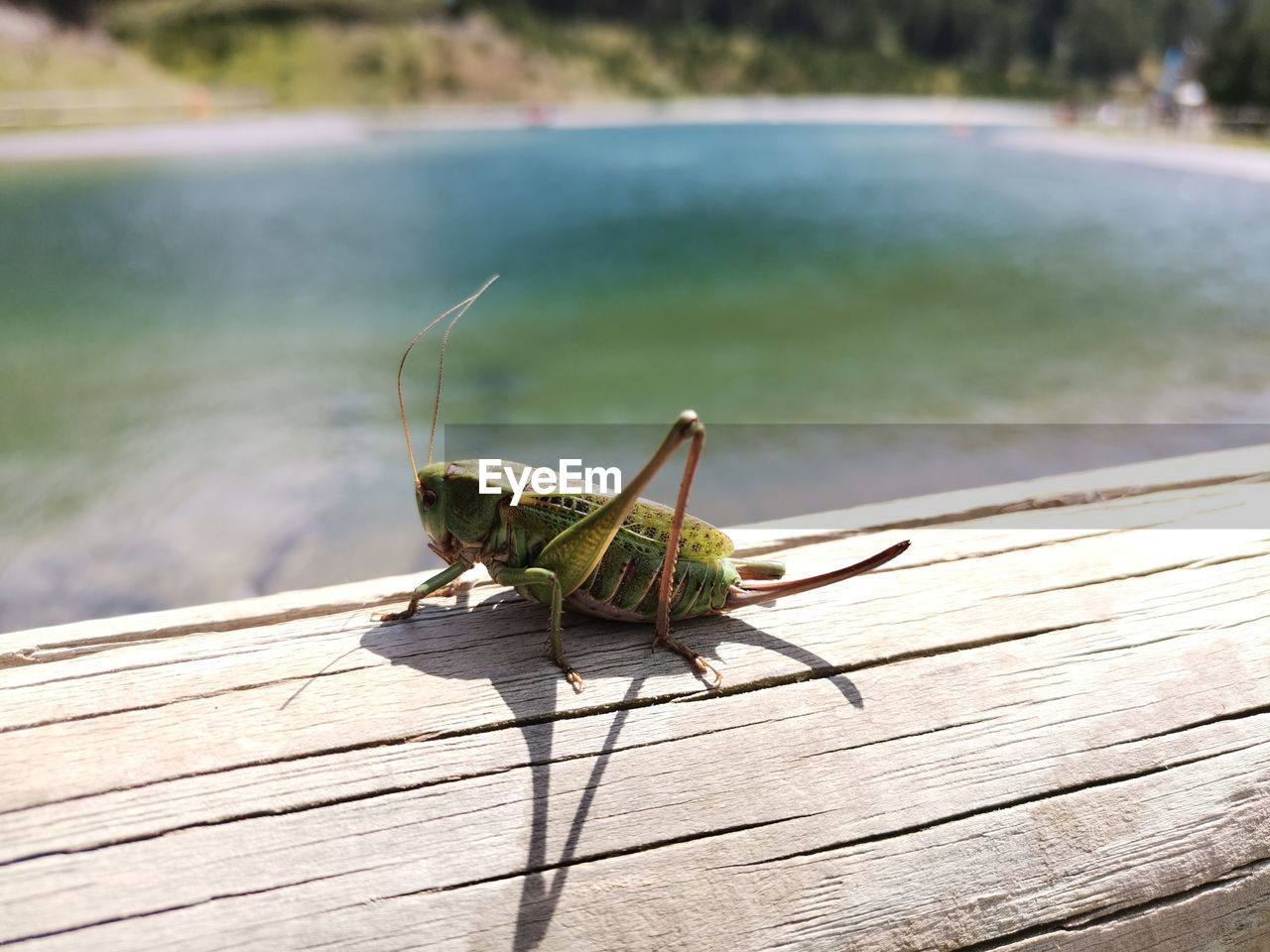 Close-up of grasshopper on wooden plank