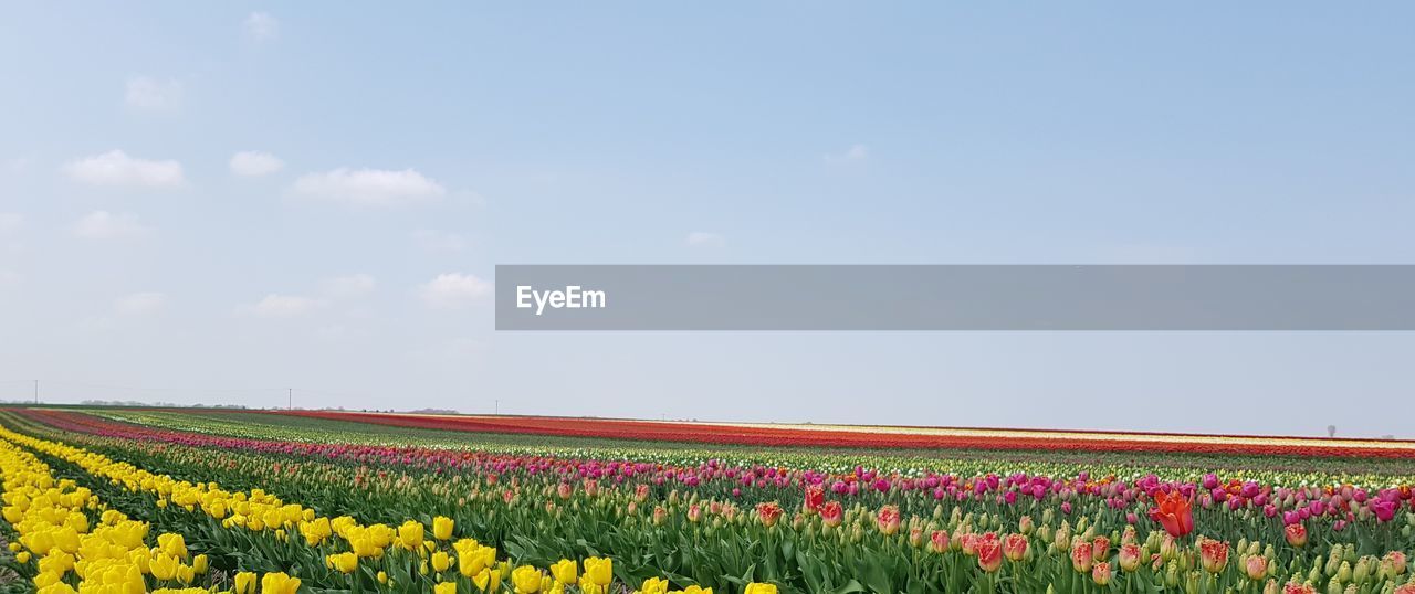 Scenic view of sunflower field against sky