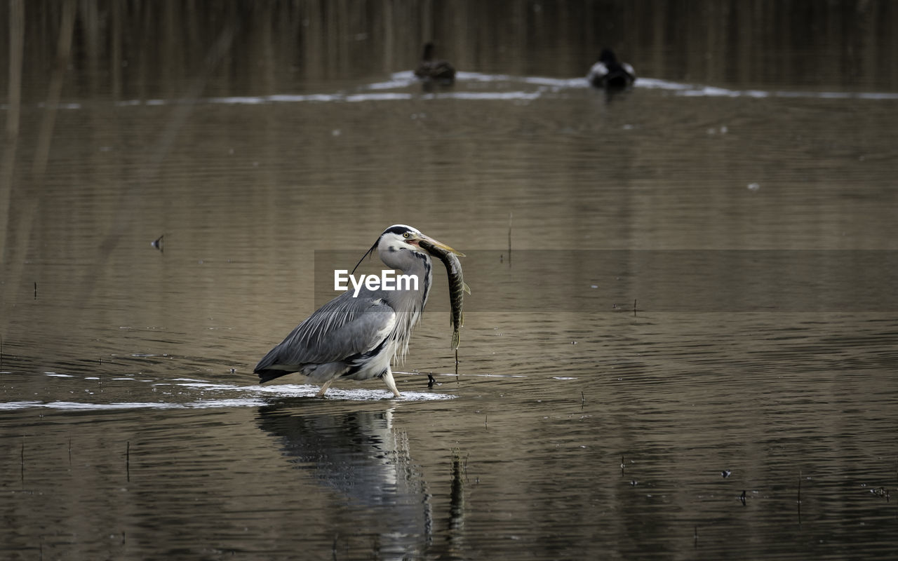 Bird in lake eating fish