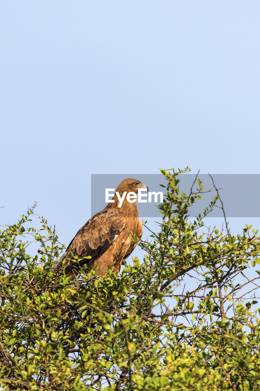 Tawny eagle sitting in a treetop