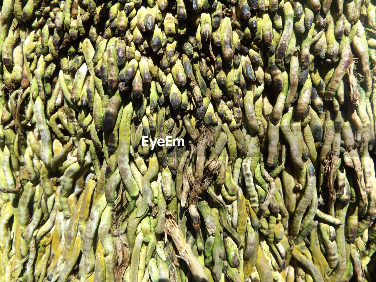 Close-up of tree roots