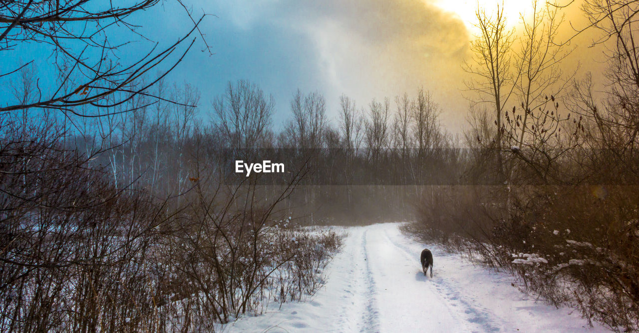 VIEW OF DOG ON SNOW COVERED ROAD