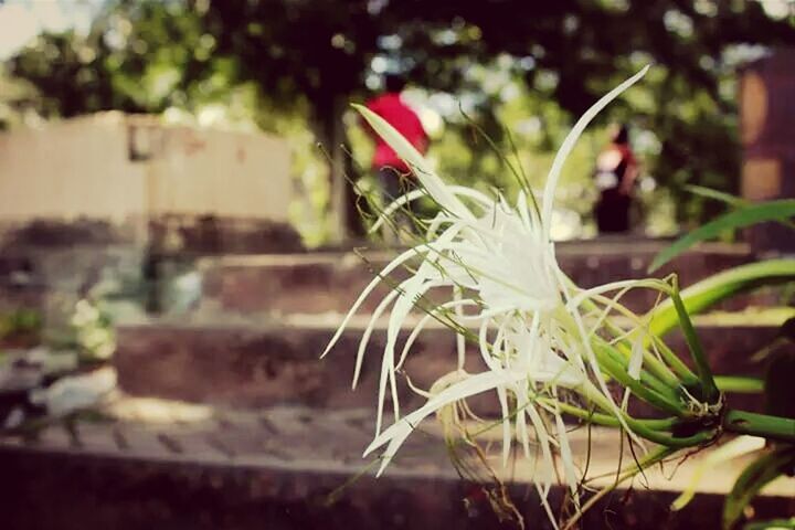 CLOSE-UP OF FLOWERS BLOOMING OUTDOORS