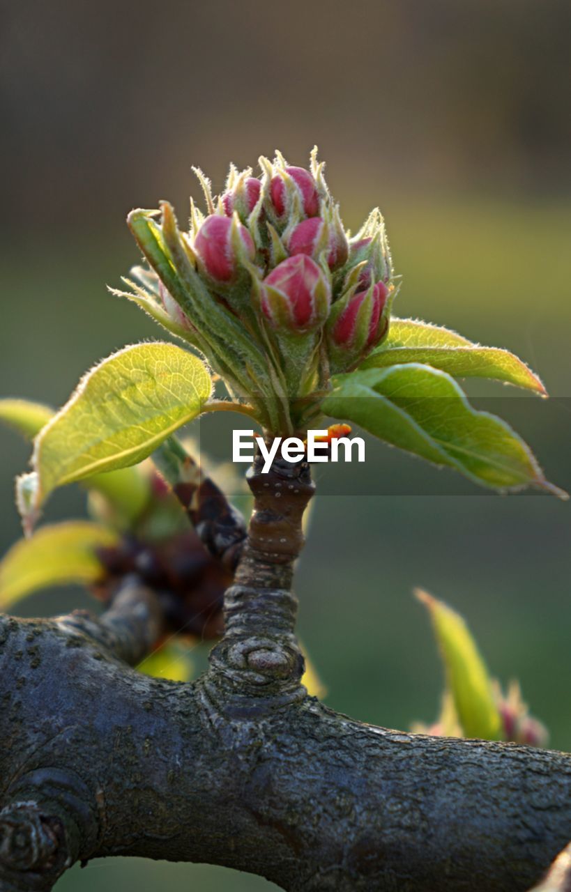 Close-up of flowering plant