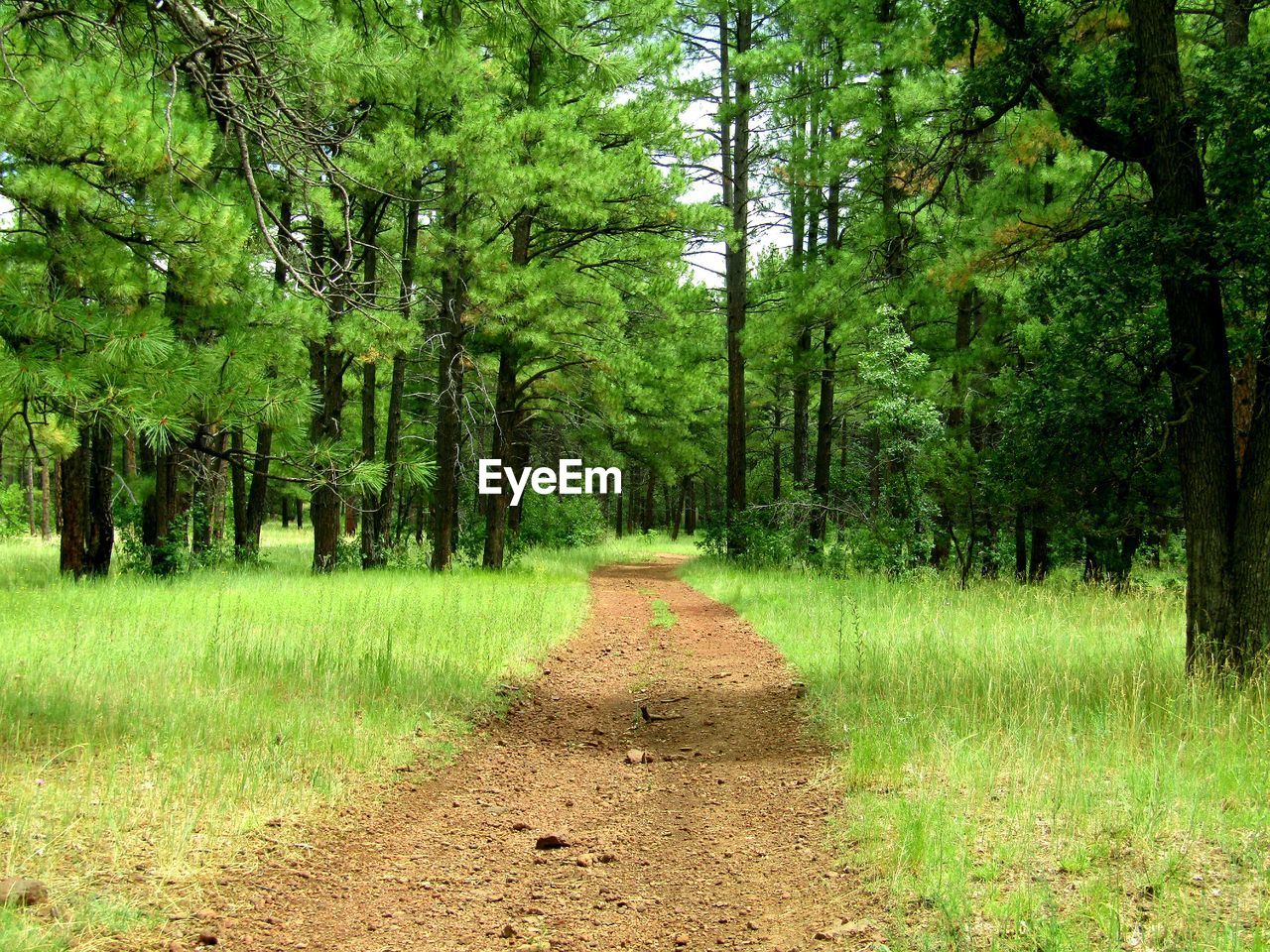 plant, tree, land, growth, green, the way forward, woodland, beauty in nature, tranquility, forest, natural environment, nature, tranquil scene, scenics - nature, footpath, day, no people, non-urban scene, meadow, landscape, grass, diminishing perspective, trail, environment, trunk, tree trunk, dirt road, outdoors, field, idyllic, road, lush foliage, dirt, foliage, leaf, vanishing point, grove, soil, rural area, remote