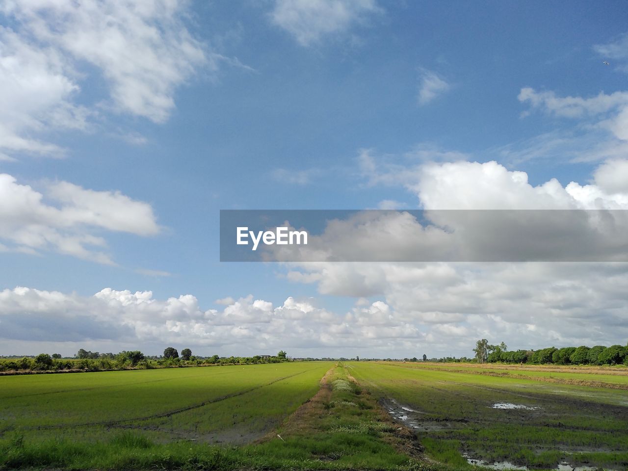 sky, landscape, cloud, environment, horizon, plain, field, plant, land, agriculture, rural scene, nature, grassland, prairie, scenics - nature, grass, rural area, beauty in nature, no people, hill, tranquility, green, day, farm, tranquil scene, meadow, outdoors, crop, blue, growth, food and drink, food, tree, travel, non-urban scene, horizon over land, pasture, cloudscape, road, vegetable, social issues