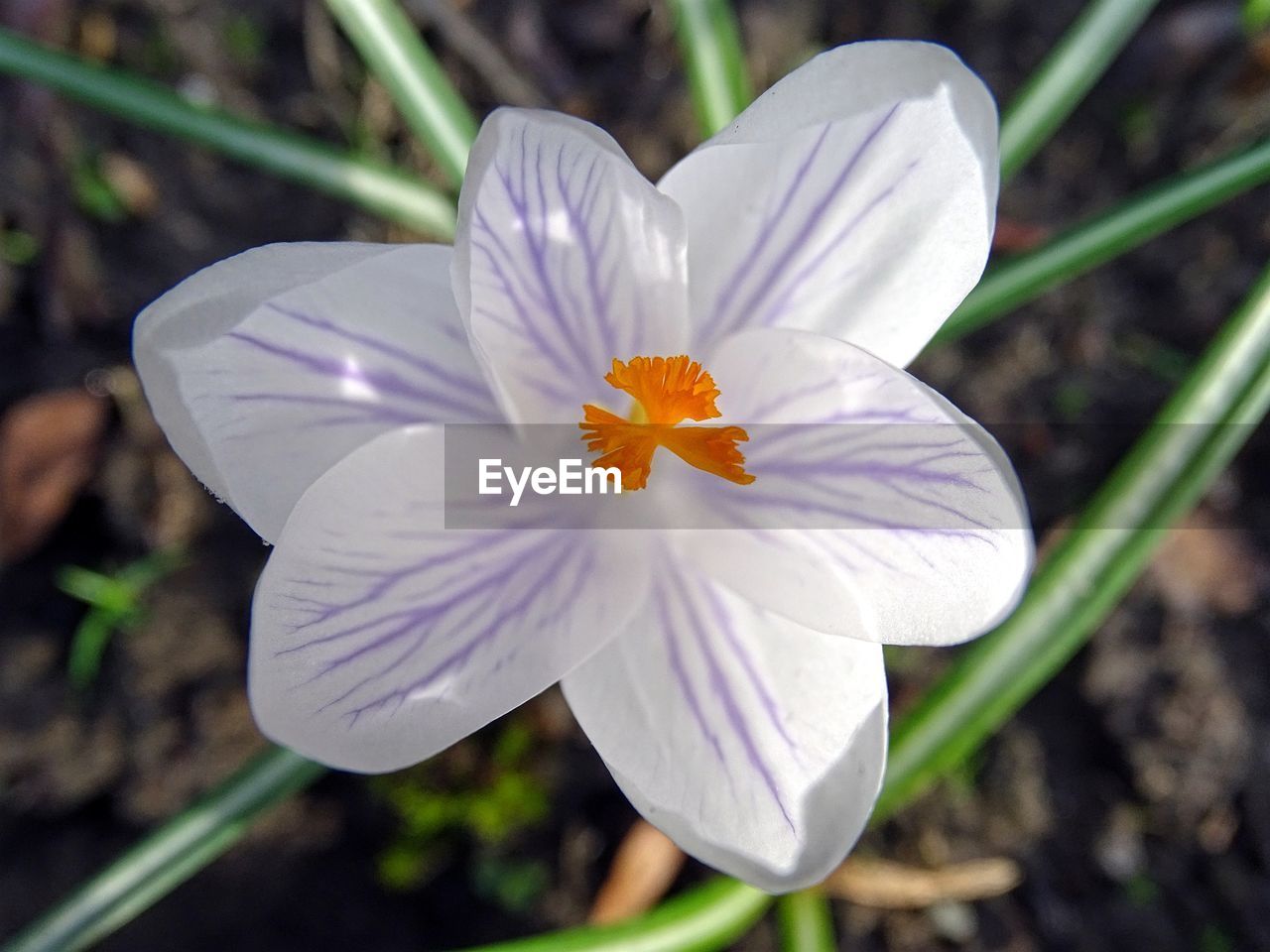 Directly above shot of crocus flower blooming on field