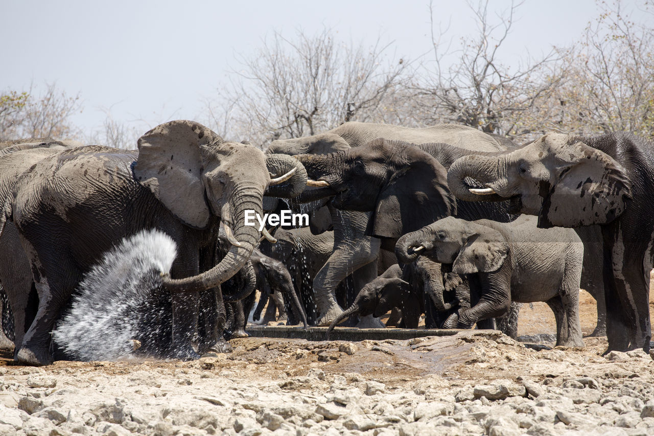 Elephants on field against sky