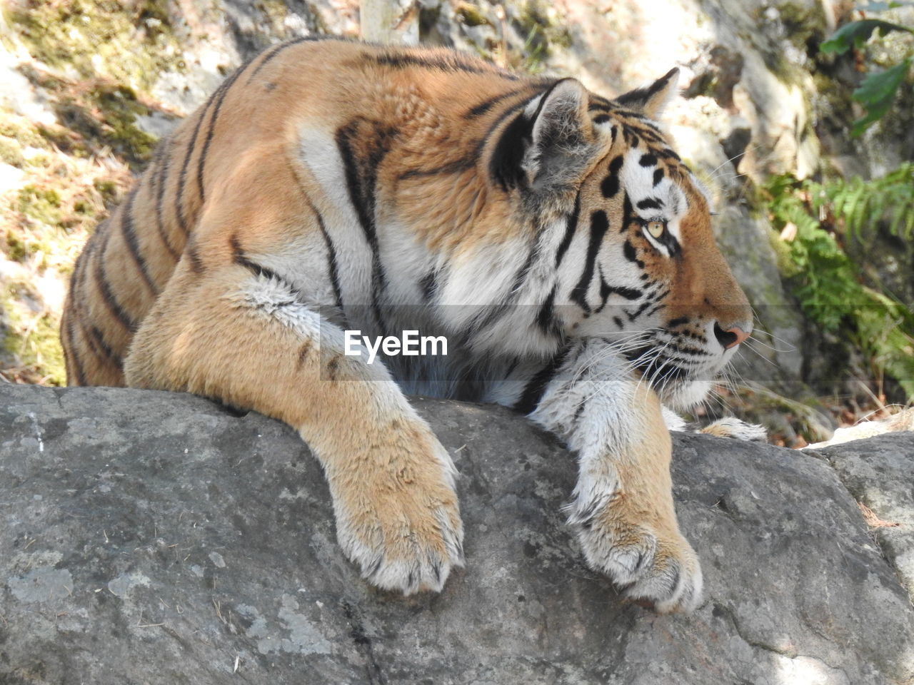 Close-up of a cat on rock