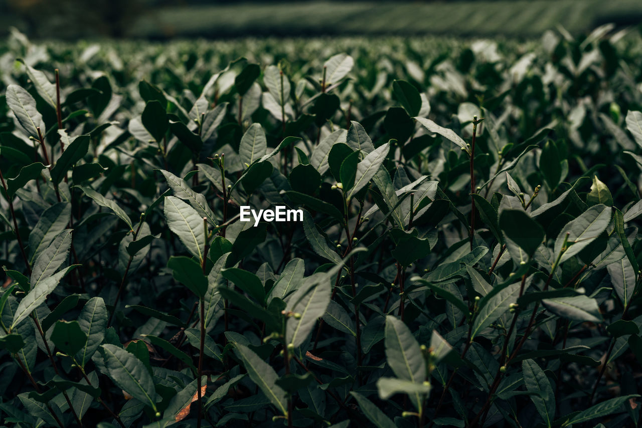 Close-up of plants growing on field