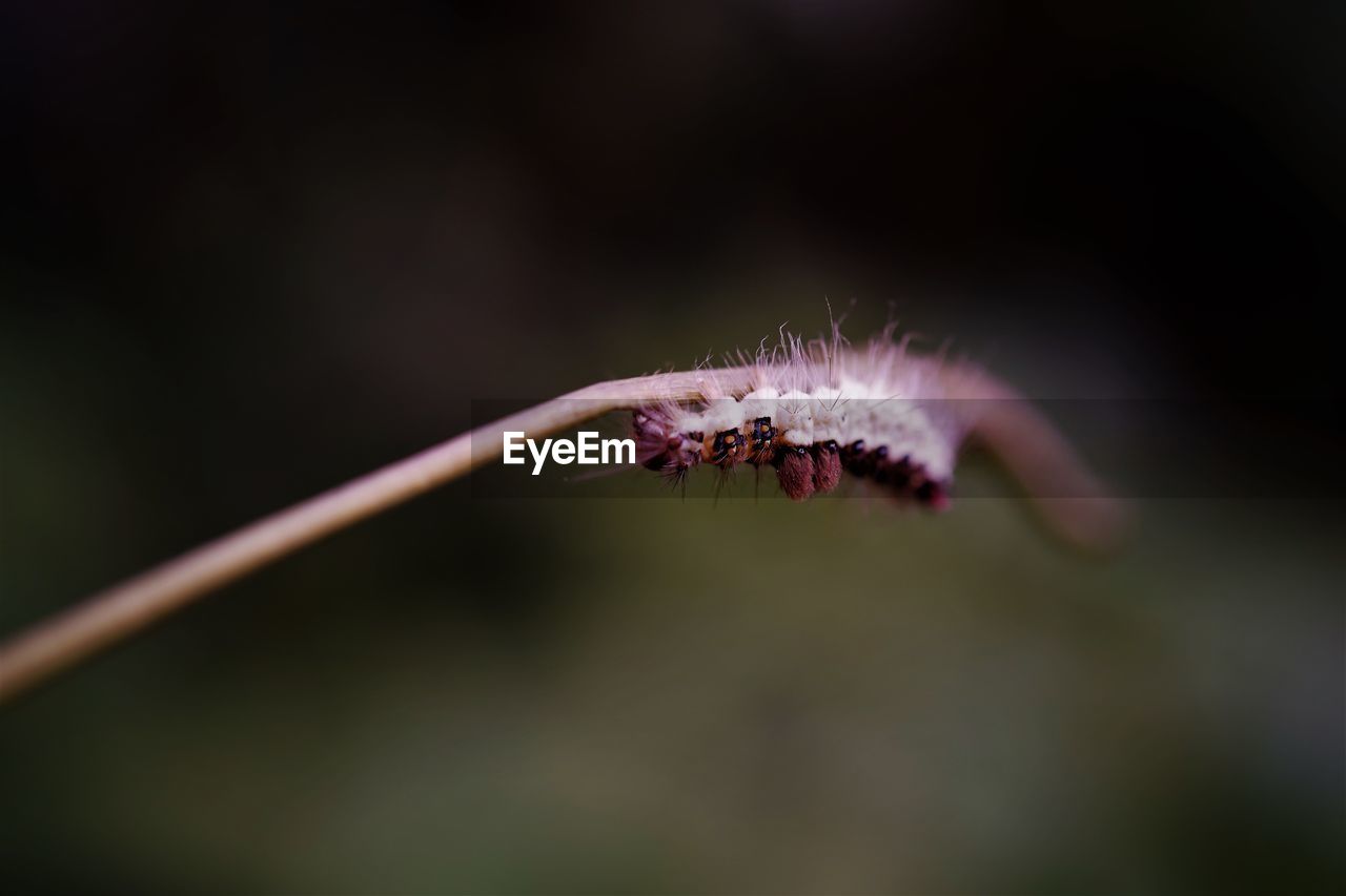 Close-up of tussock moth caterpillar  on plant