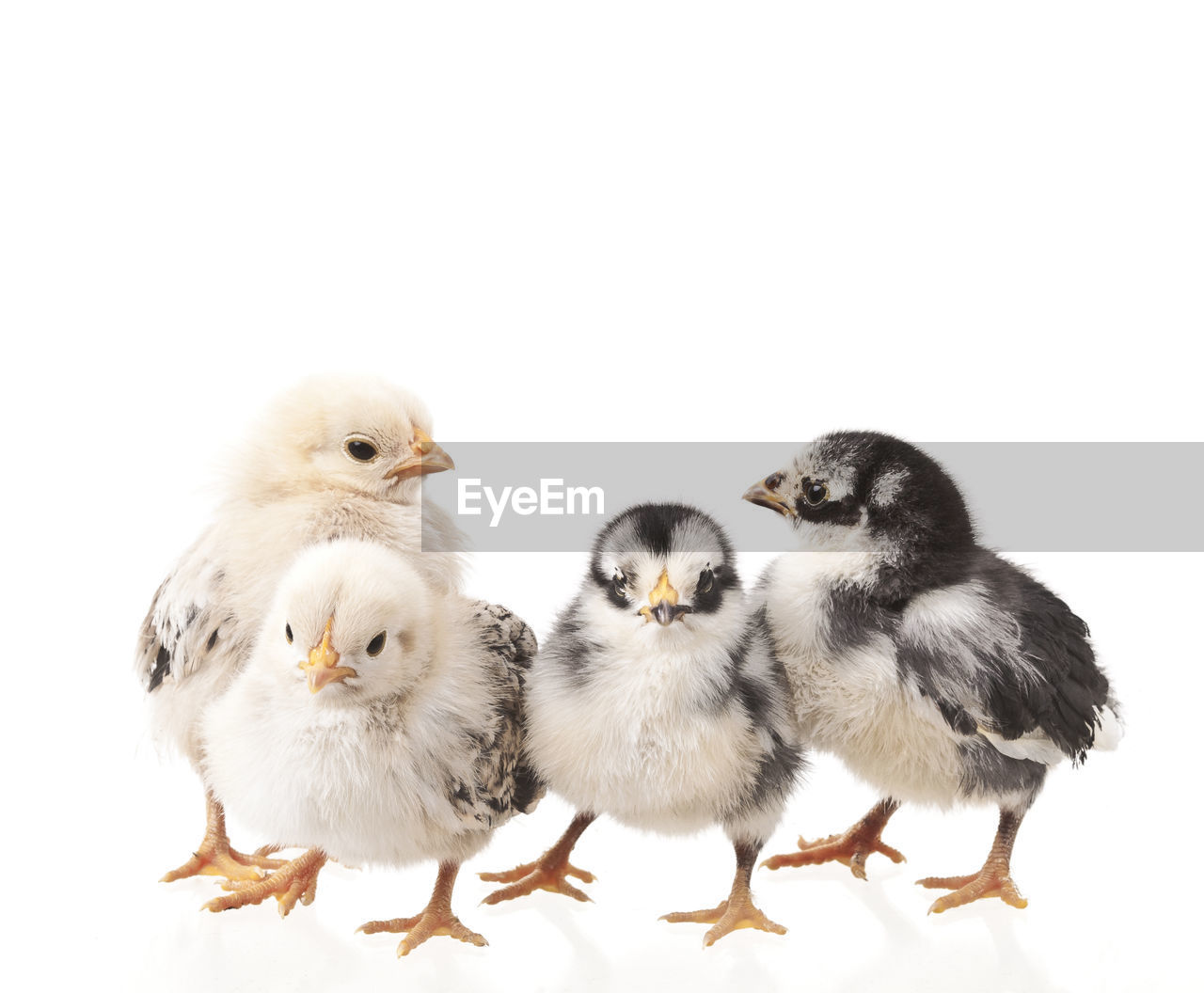 Close-up of birds against white background