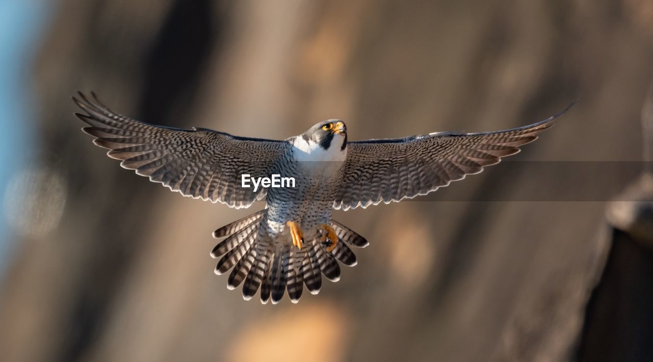 Close-up low angle view of bird flying outdoors