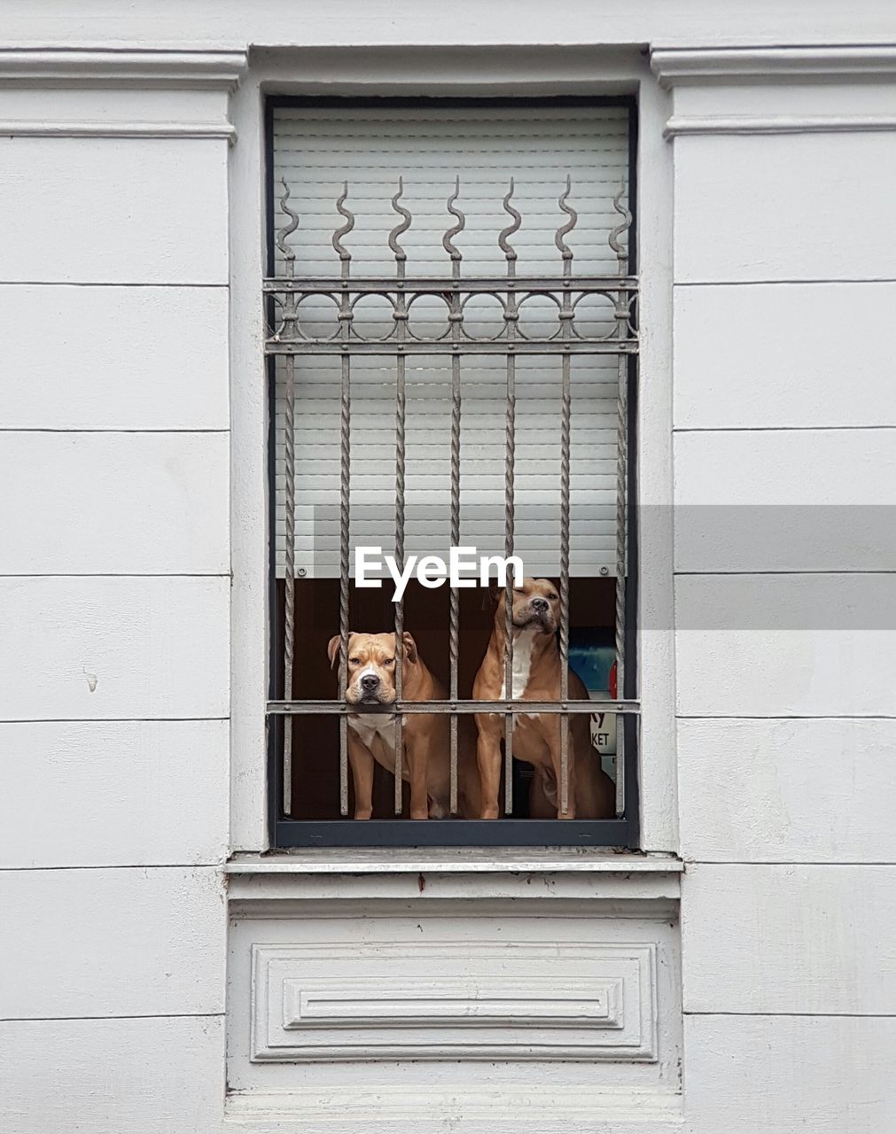 Dogs looking through window