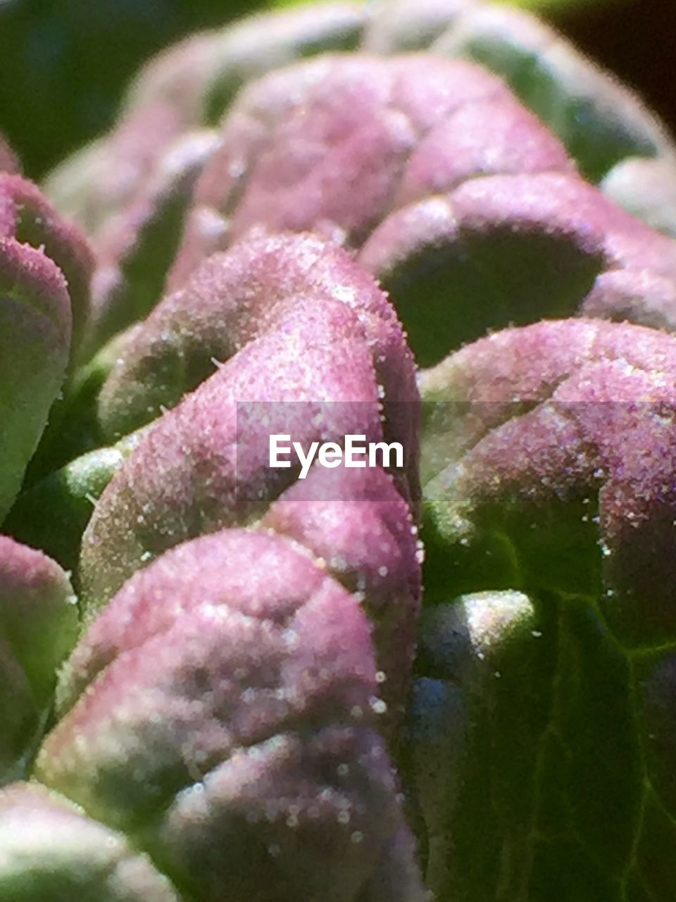 Close-up of pink flower