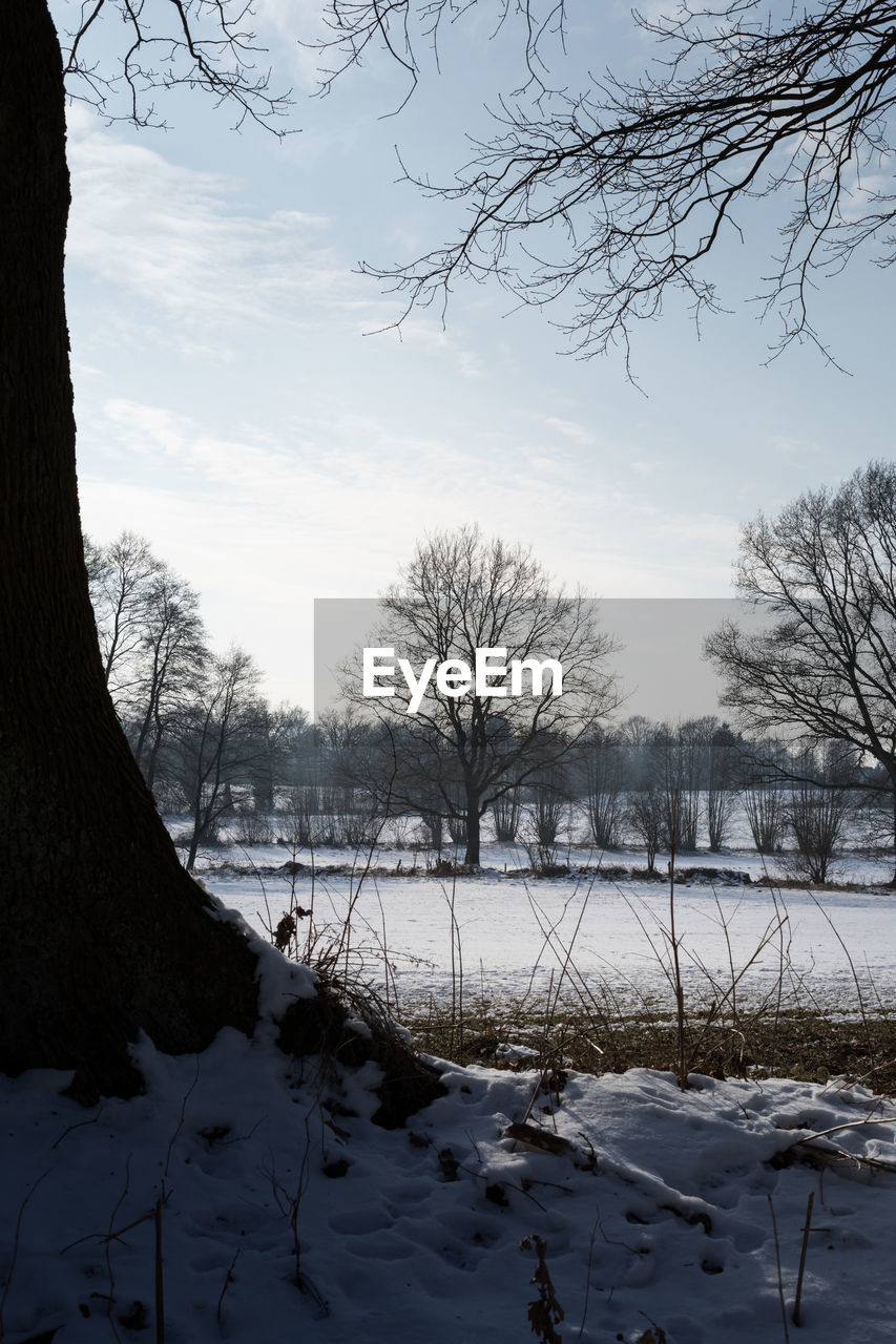 SNOW COVERED PLANTS BY LAKE AGAINST SKY