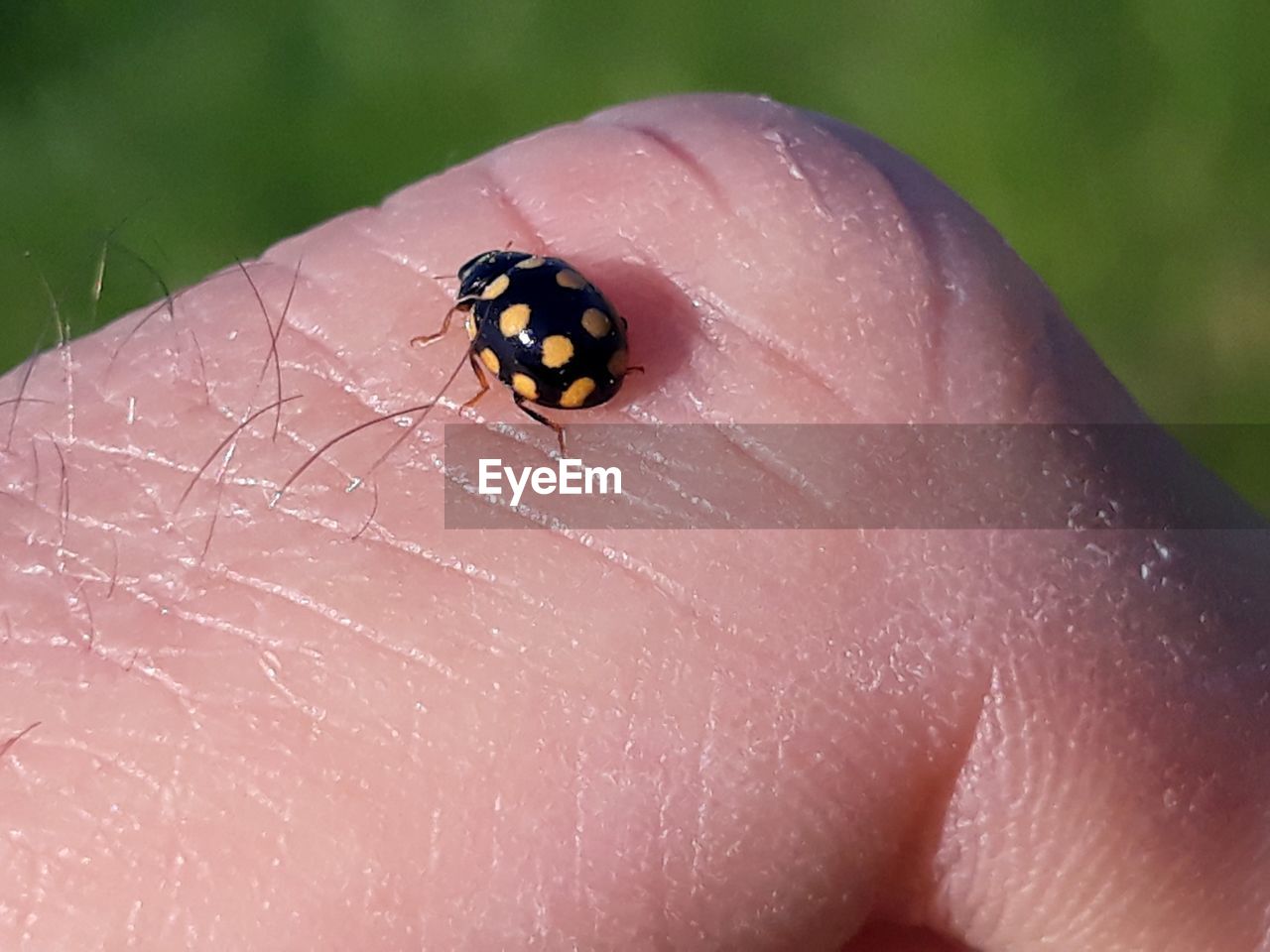 CLOSE-UP OF LADYBUG ON HUMAN HAND