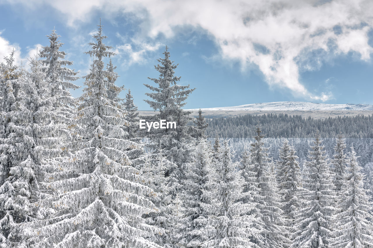 Woodland with pine trees covered in snow blanket against blue sky in vitosha mountain, bulgaria