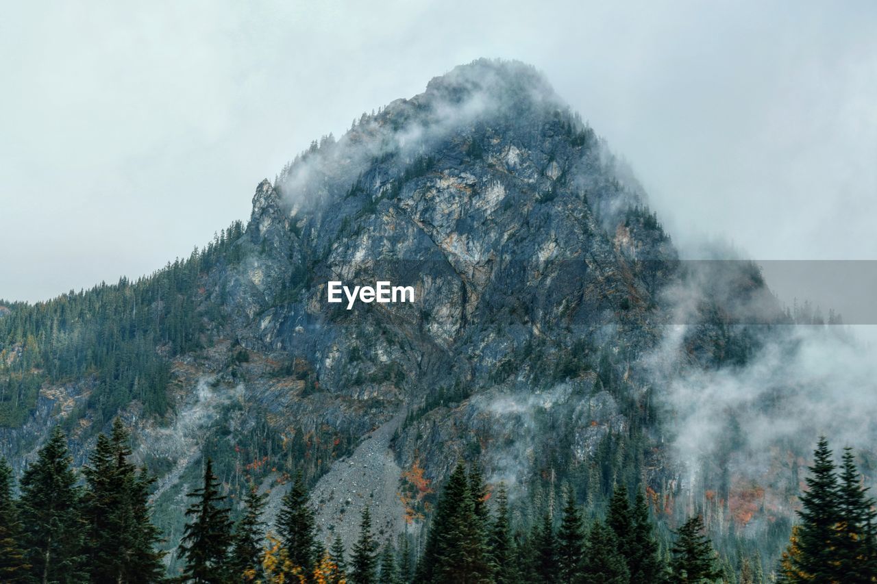 Scenic view of forest against sky