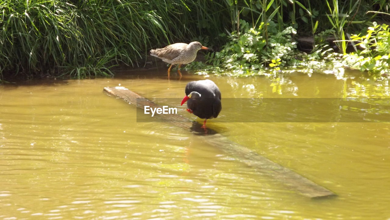 VIEW OF BIRD PERCHING ON A LAKE