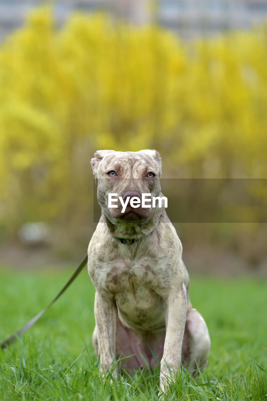 PORTRAIT OF A DOG ON ROCK