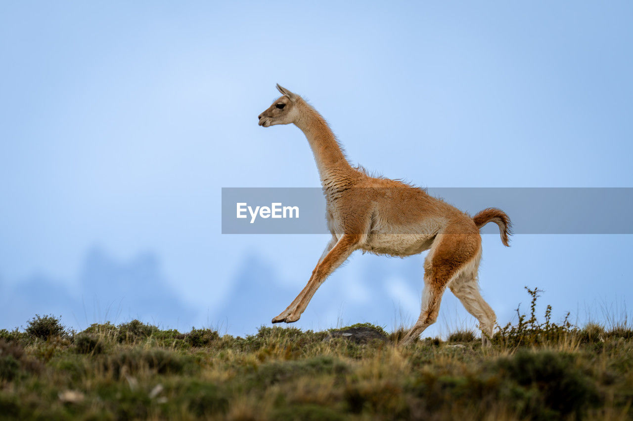 animal, animal themes, mammal, animal wildlife, wildlife, one animal, no people, side view, full length, sky, nature, standing, outdoors, day, grass, domestic animals, plant, copy space, travel destinations, savanna, environment, blue