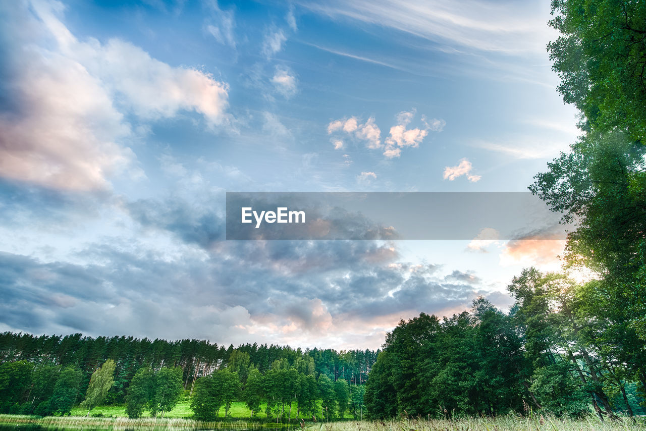 TREES AND PLANTS GROWING ON FIELD AGAINST SKY