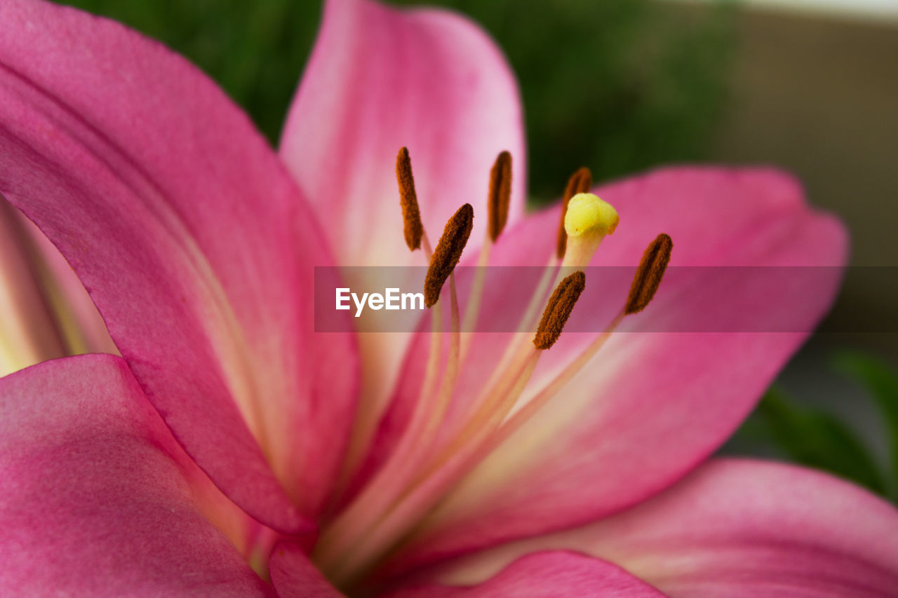Close-up of pink lily blooming outdoors