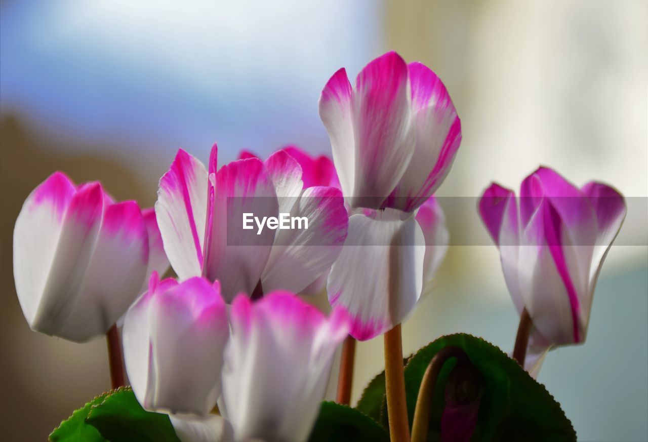 Cyclamen flower