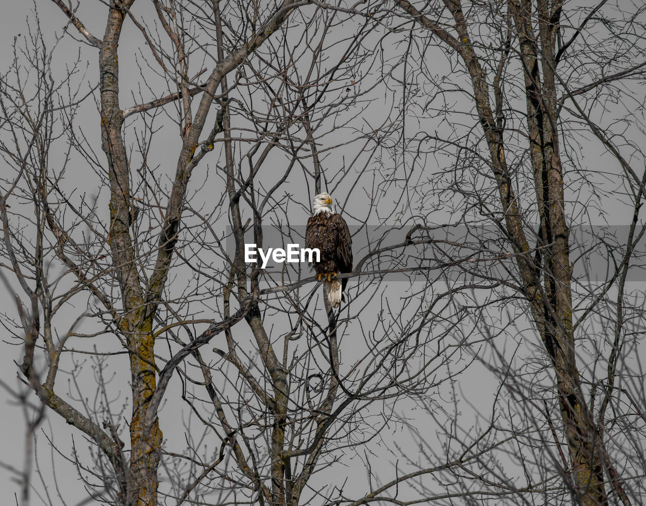 LOW ANGLE VIEW OF OWL PERCHING ON BARE TREE