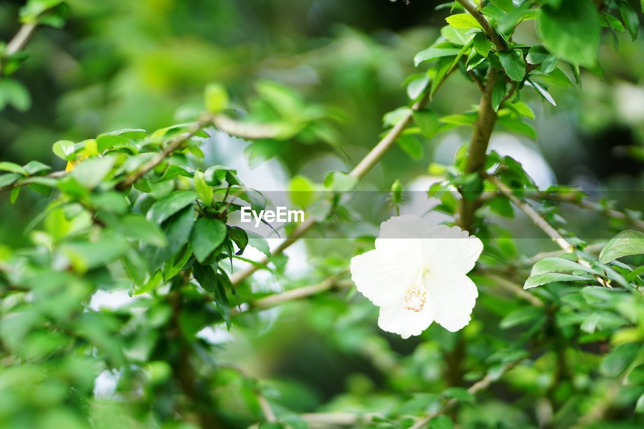 CLOSE-UP OF WHITE FLOWERING PLANT AGAINST BLURRED BACKGROUND