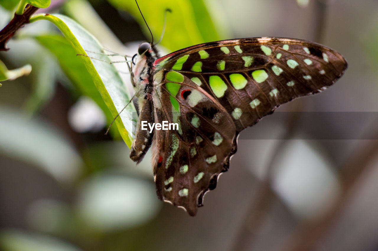 Close-up of butterfly perching on leaf