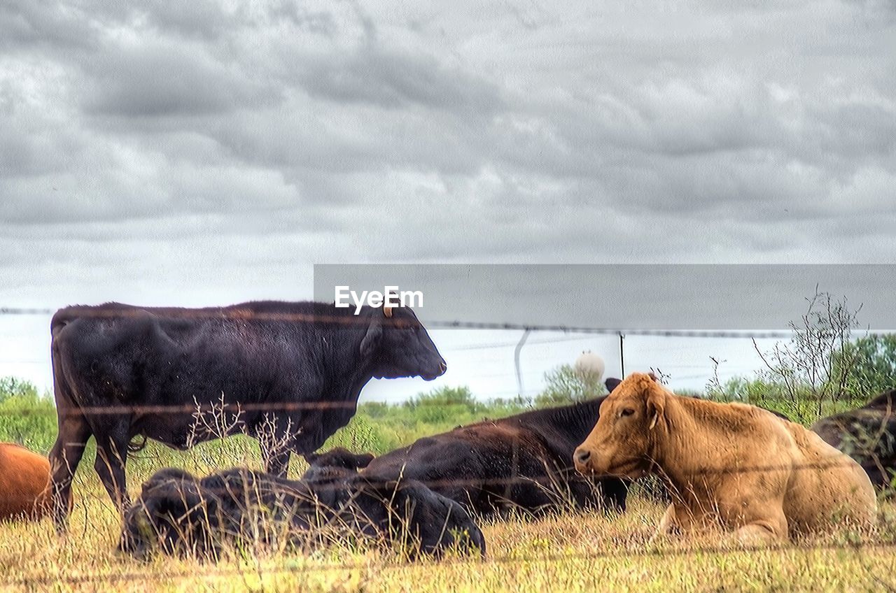 Cattle on grassy field against cloudy sky