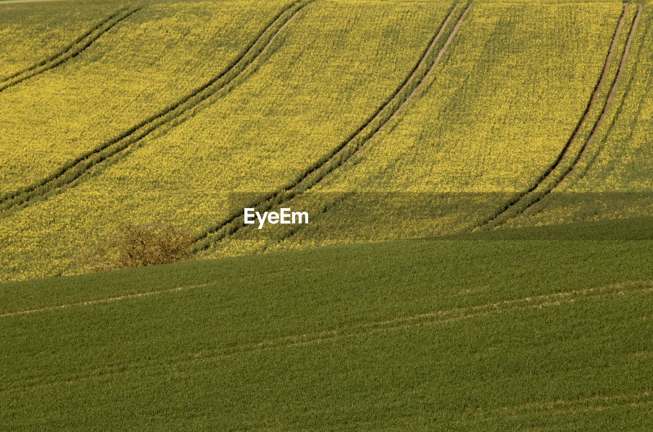 FULL FRAME SHOT OF TREES