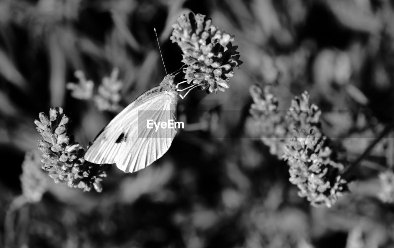 CLOSE-UP OF BUTTERFLY ON FLOWER