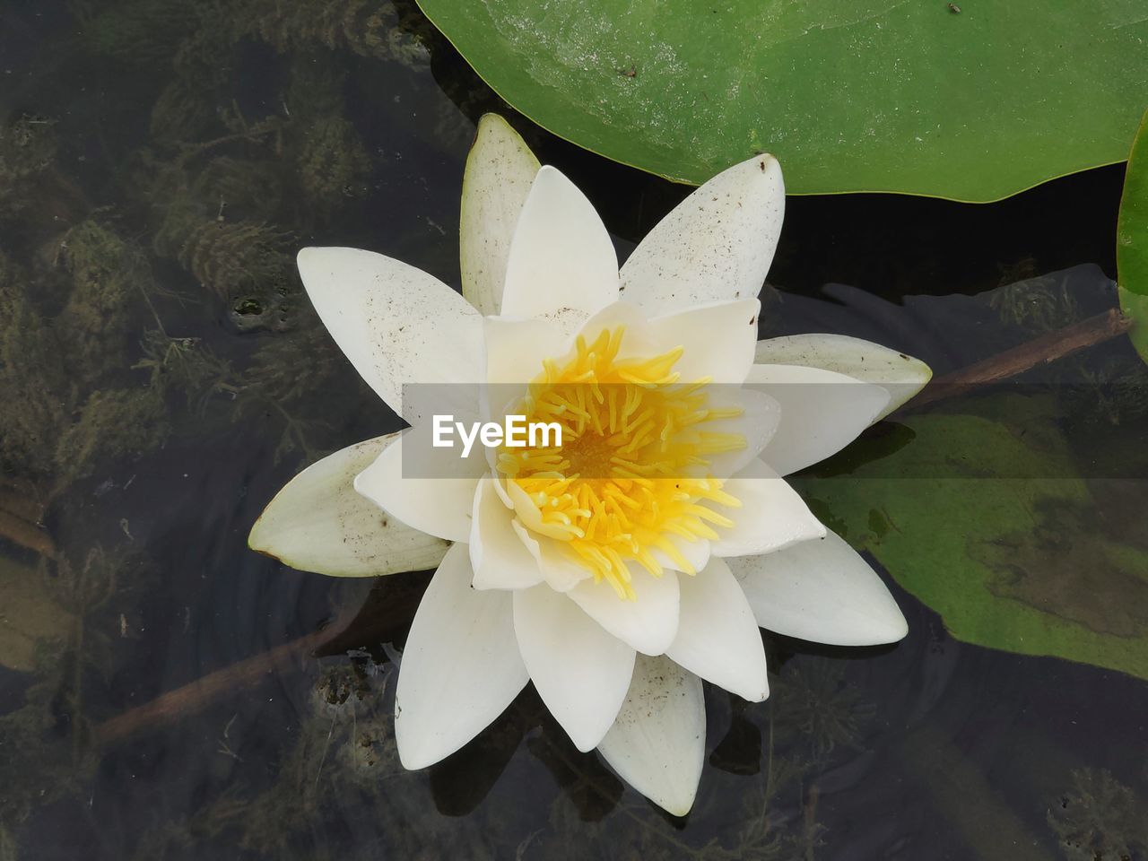 flower, flowering plant, water lily, yellow, water, beauty in nature, plant, pond, aquatic plant, freshness, flower head, nature, petal, inflorescence, leaf, floating on water, floating, fragility, plant part, green, close-up, lotus water lily, lily, high angle view, pollen, white, growth, no people, macro photography, outdoors, directly above, day