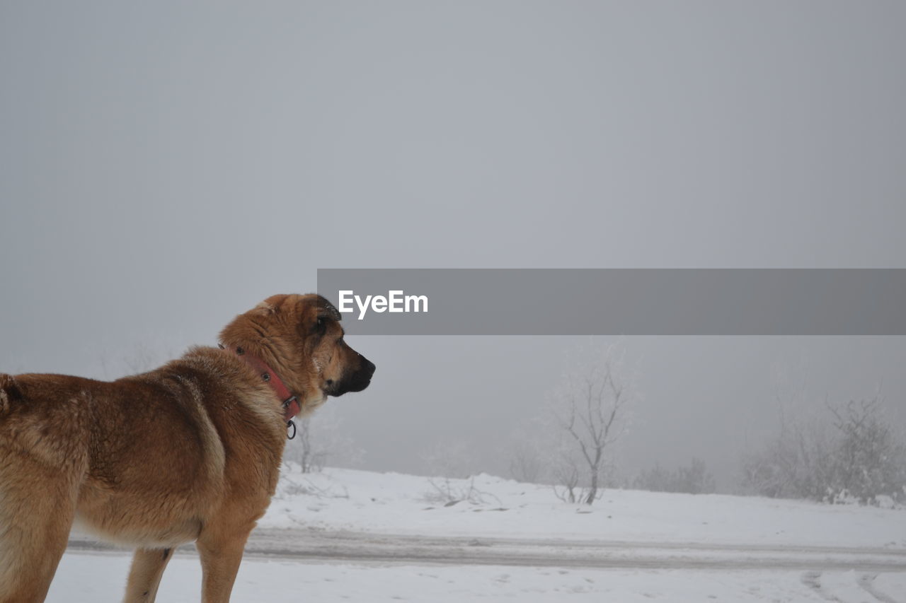 Dog on snow covered land