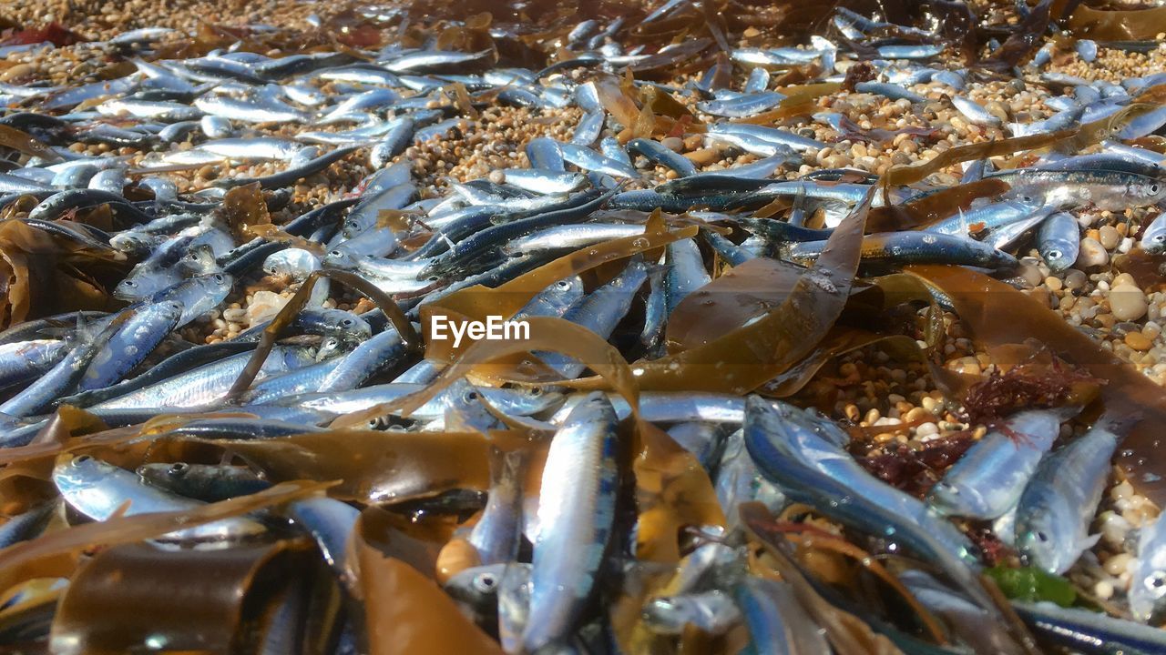 HIGH ANGLE VIEW OF FISH IN CONTAINER