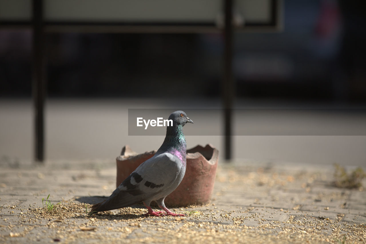 SURFACE LEVEL OF PIGEONS