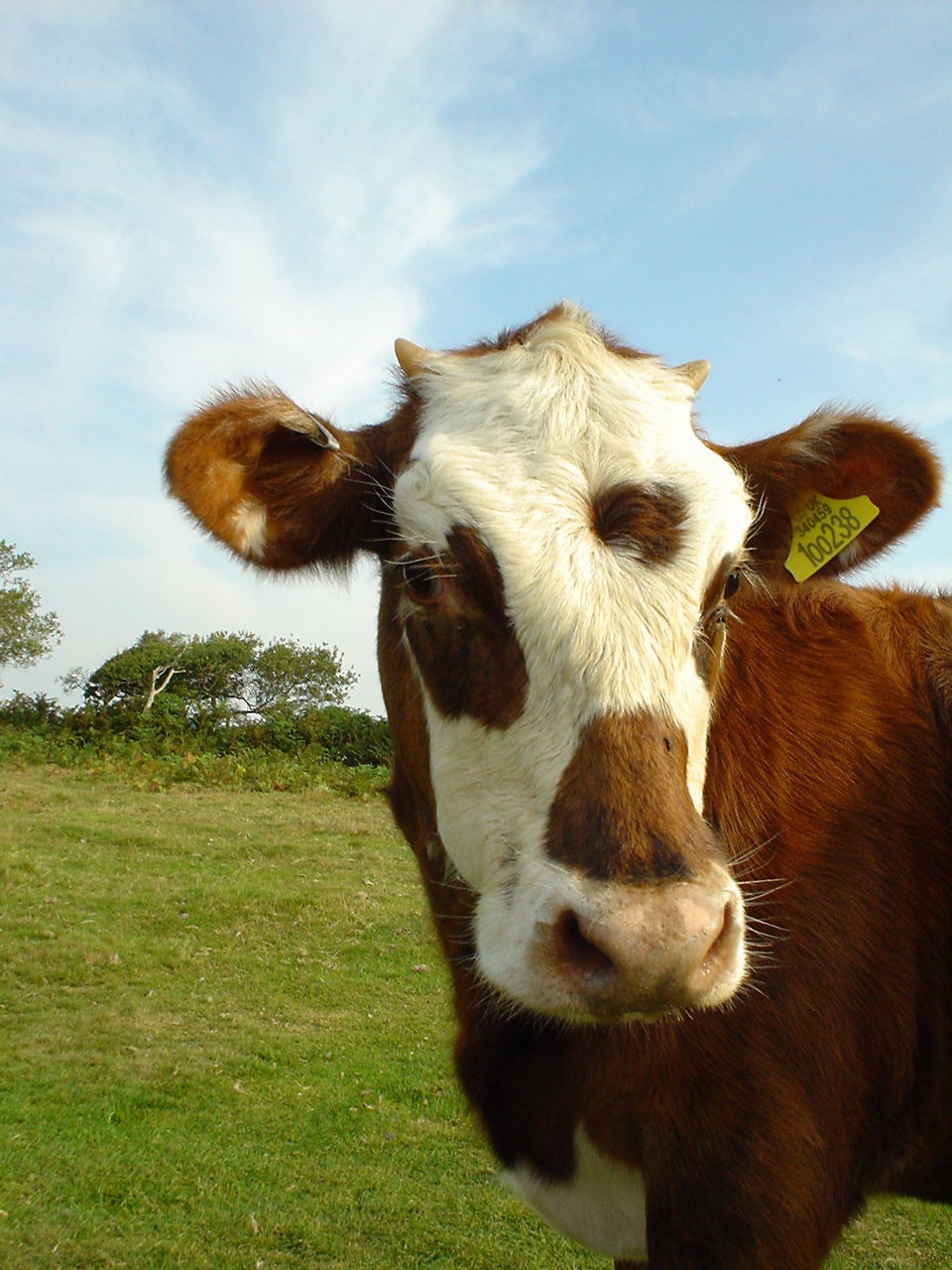 Close-up of cows on grassy field