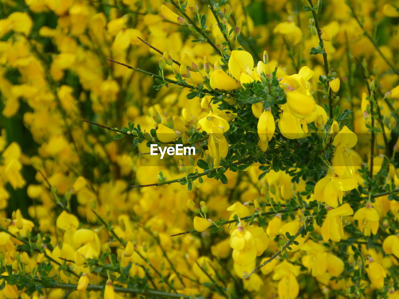 CLOSE-UP OF YELLOW FLOWERING PLANTS