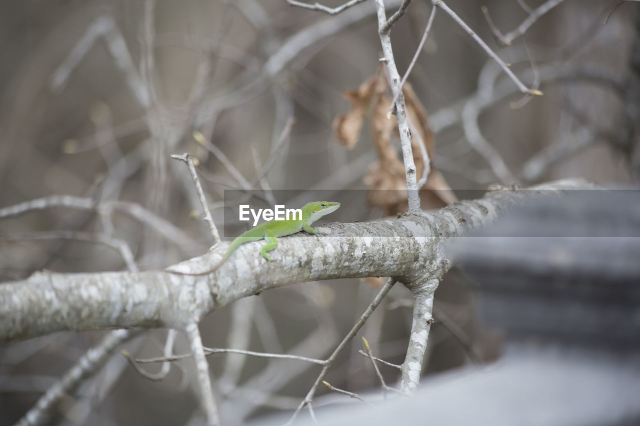 CLOSE-UP OF SNOW ON TREE BRANCH