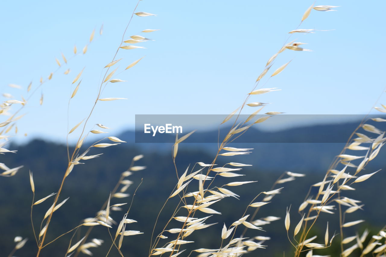 Close-up of wheat field against clear blue sky